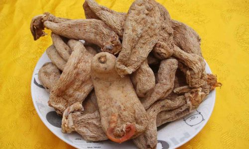 A Comprehensive Guide to Identifying the Quality of Fresh Gastrodia Elata Tianma)