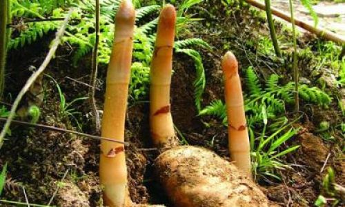 A Comprehensive Guide to Identifying the Quality of Fresh Gastrodia Elata Tianma)