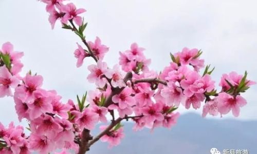 How to Cook with Fresh Peach Blossoms