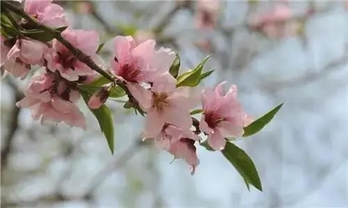 How to Cook with Fresh Peach Blossoms