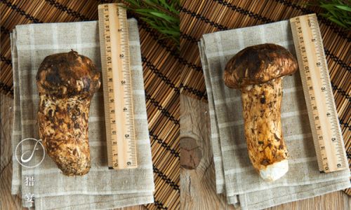How to Clean and Preserve Fresh Matsutake Mushrooms