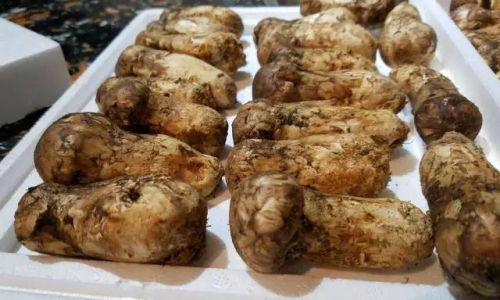 How to Clean and Preserve Fresh Matsutake Mushrooms