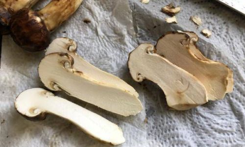 How to Prepare Fresh Matsutake Mushrooms:A Culinary Delight