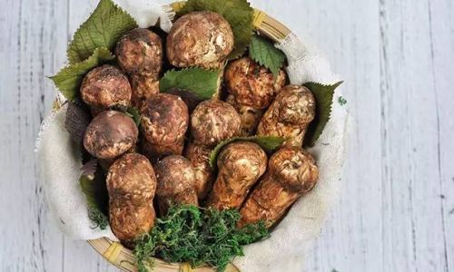 The Best Ways to Enjoy Fresh Matsutake Mushrooms