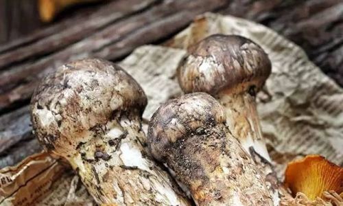 The Best Ways to Enjoy Fresh Matsutake Mushrooms