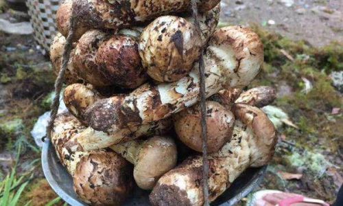 The Best Ways to Enjoy Fresh Matsutake Mushrooms