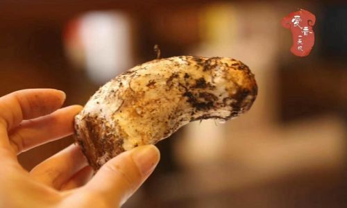 The Best Ways to Enjoy Fresh Matsutake Mushrooms