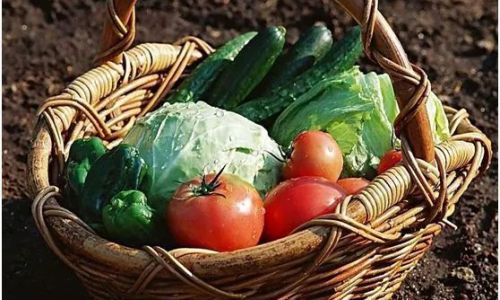 Preserving the Freshness of Vegetables:Effective Storage Tips