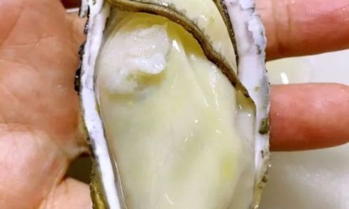Preserving Fresh Oysters:A Comprehensive Guide