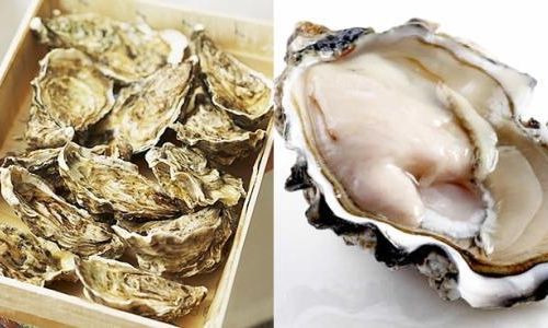 Preserving and Storing Fresh Oyster Meat:A Comprehensive Guide