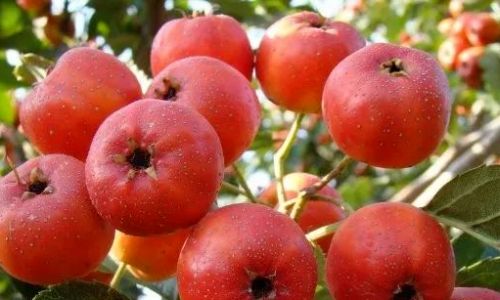 How to Select Fresh Hawthorns:A Comprehensive Guide