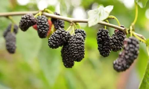 How to Brew Fresh Mulberries into Delicious Wine