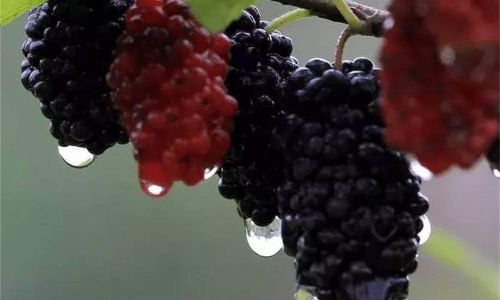 How to Brew Fresh Mulberries into Delicious Wine