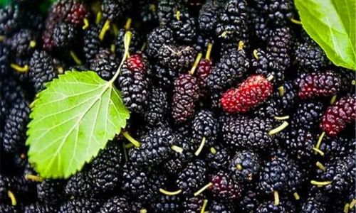 Exploring the Culinary Delights of Fresh Mulberry Leaves:Unique Eating Methods