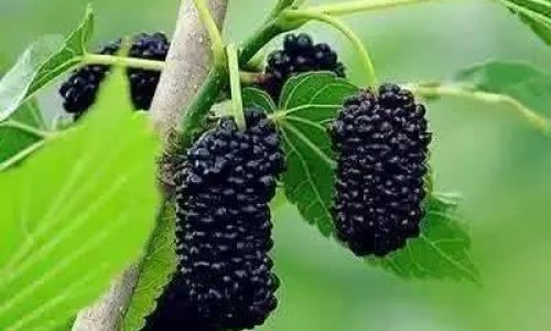 Exploring the Culinary Delights of Fresh Mulberry Leaves:Unique Eating Methods