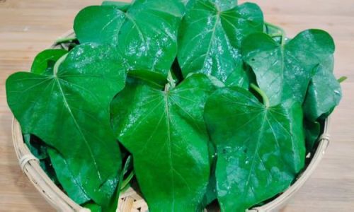 How to Prepare Fresh Notoginseng Leaf and Stem Infusion
