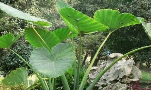 How to Prepare Fresh Notoginseng Leaf and Stem Infusion