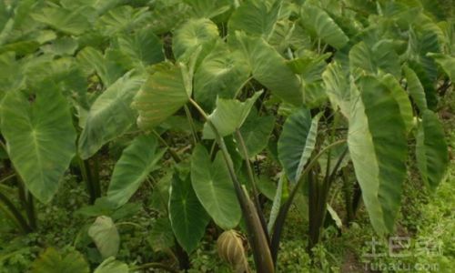 How to Prepare Fresh Notoginseng Leaf and Stem Infusion