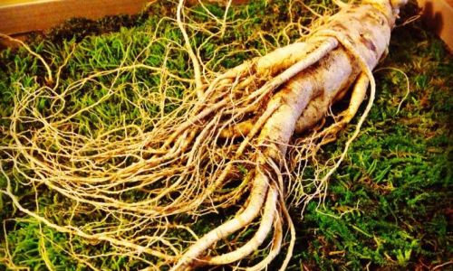 Discovering the Culinary Delights of Fresh Ginseng:How to Enjoy Its Nutritious Benefits