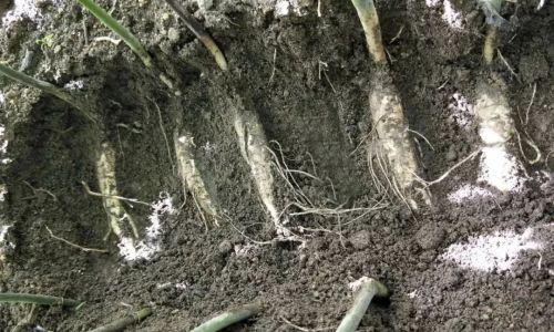 Drying and Preserving Fresh Ginseng:A Comprehensive Guide
