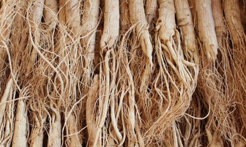 Drying and Preserving Fresh Ginseng:A Comprehensive Guide