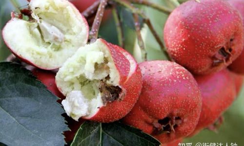 Preserving Fresh Green-Skinned Hawthorns:Effective Methods and Techniques