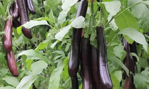 How to Select Fresh Eggplants:A Comprehensive Guide