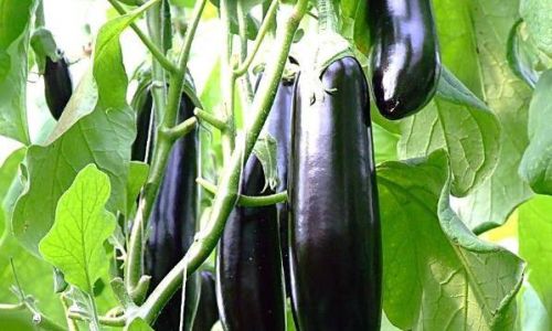 How to Select Fresh Eggplants:A Comprehensive Guide