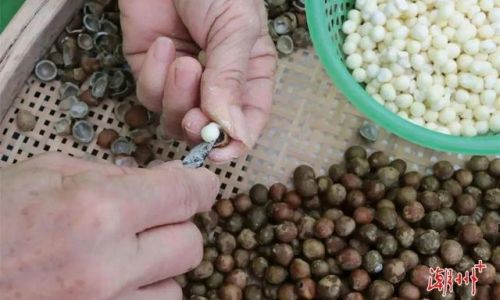Delightful Ways to Cook Fresh Water Chestnuts Euryale Ferox Seed)for a Culinary Treat