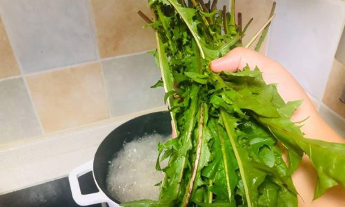 How to Make Fresh Dandelion Tea:A Step-by-Step Guide