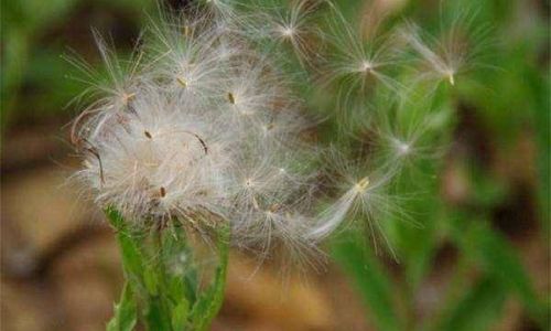 How to Make Fresh Dandelion Tea:A Step-by-Step Guide