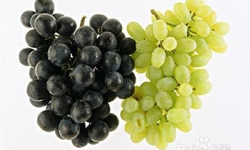 Preserving Fresh Grapes:Tips and Techniques for Optimal Freshness