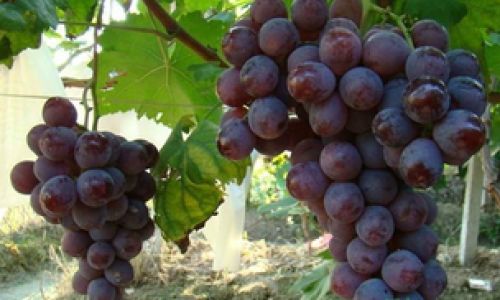 Preserving Fresh Grapes:Tips and Techniques for Optimal Freshness