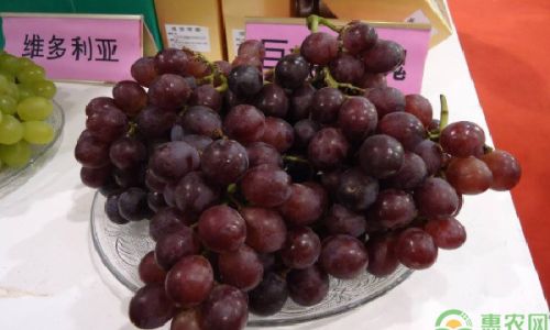 Preserving Fresh Grapes:Tips and Techniques for Optimal Freshness