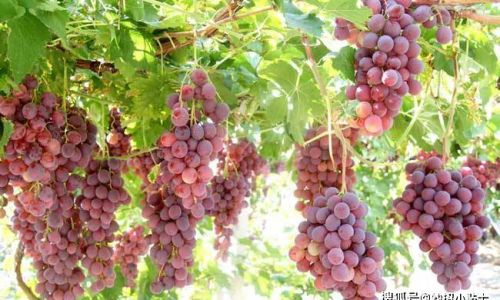 Preserving Fresh Grapes:Tips and Techniques for Optimal Freshness