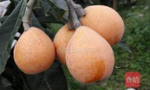 How to Brew Fresh Loquat Leaves for a Nourishing Drink