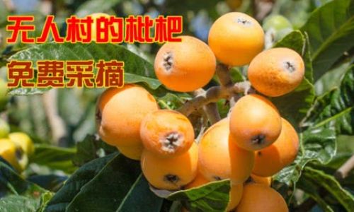 How to Brew Fresh Loquat Leaves for a Nourishing Drink