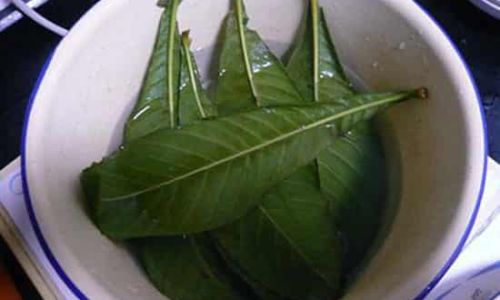 How to Brew Fresh Loquat Leaves for Cough Relief