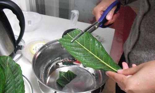 How to Brew Fresh Loquat Leaves for Cough Relief