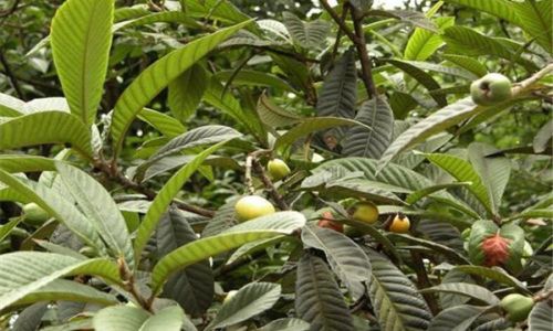 How to Brew Fresh Loquat Leaves for Cough Relief