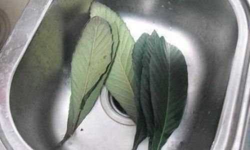 How to Brew Fresh Loquat Leaves for Cough Relief