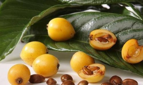 How to Brew Fresh Loquat Water for Cough Relief