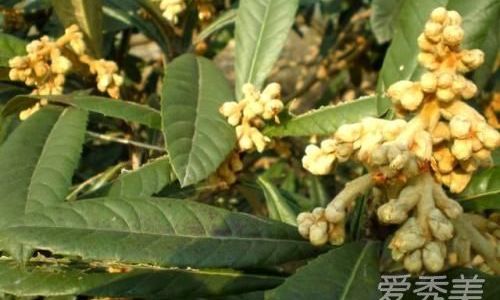 How to Brew Fresh Loquat Water for Cough Relief