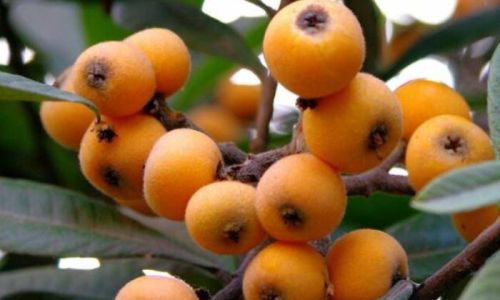Drying Fresh Loquats:A Comprehensive Guide