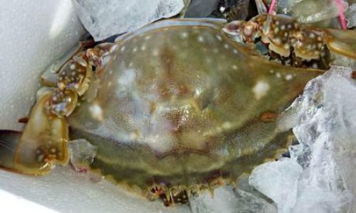 Can Fresh Crabs Be Frozen in the Refrigerator?A Comprehensive Guide
