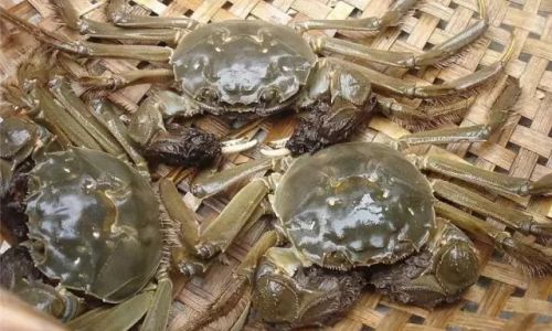 The Correct Way to Clean Fresh Crabs:A Comprehensive Guide