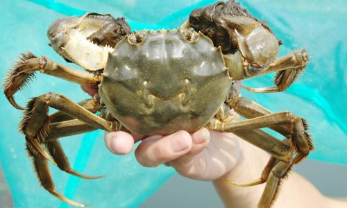 The Correct Way to Clean Fresh Crabs:A Comprehensive Guide