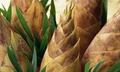 Mastering the Art of Infusing Fresh Tender Bamboo for a Delightful Culinary Experience