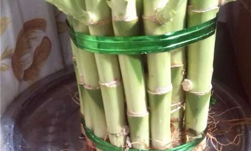 Mastering the Art of Infusing Fresh Tender Bamboo for a Delightful Culinary Experience