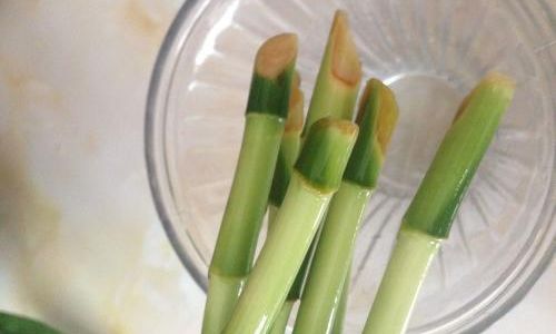 Mastering the Art of Infusing Fresh Tender Bamboo for a Delightful Culinary Experience